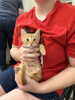 Chonk E. Cheese (Available for pre-adoption) -  Domestic Short Hair Cat for Adoption in Camden, South Carolina - Chonk E. Cheese (Available For Pre-adoption) | PetCurious