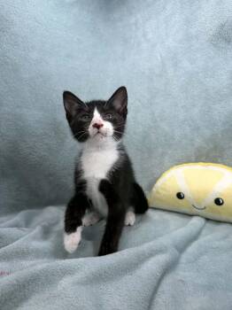 Twix -  Tuxedo Cat for Adoption in Tavares, Florida - Twix | PetCurious