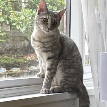 Rescue Domestic Short Hair Cats for Adoption in Victoria, British Columbia - Thorn | PetCurious