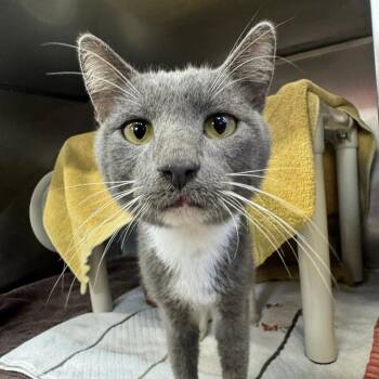 Leafy Green Vegetables -  Domestic Short Hair Cat for Adoption in Austin, Texas - Leafy Green Vegetables | PetCurious