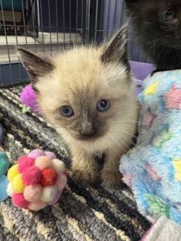 Siamese Cats Available for Adoption in Belton, Missouri - Toasted Marshmallow | PetCurious