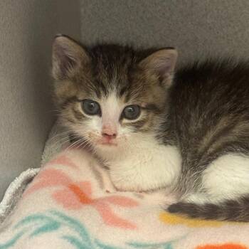 Benny -  Domestic Medium Hair Cat for Adoption in Milford, Iowa - Benny | PetCurious