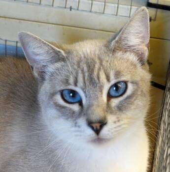 Rescue Tabby and Siamese Cats for Adoption in Butte, Montana - Tenshi | PetCurious