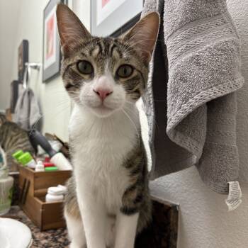 Rescue Domestic Short Hair Cats for Adoption in Los Angeles, California - Chilli | PetCurious