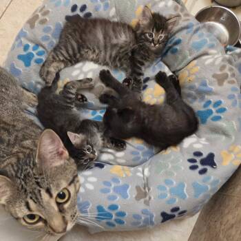 Quinn -  Domestic Short Hair Cat for Adoption in San Antonio, Texas - Quinn | PetCurious