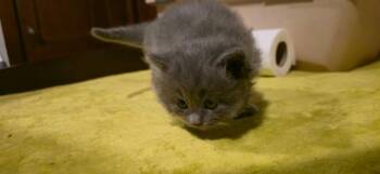 Pheobe -  Domestic Short Hair Cat for Adoption in Johnson City, Tennessee - Pheobe | PetCurious
