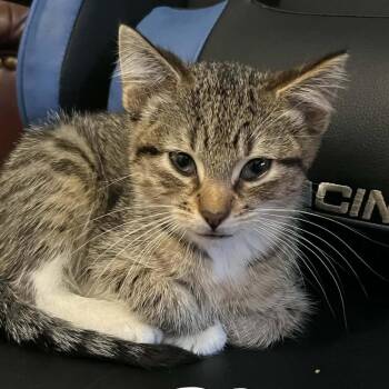 Rowdy -  Domestic Short Hair Cat for Adoption in Pittsburg, Kansas - Rowdy | PetCurious