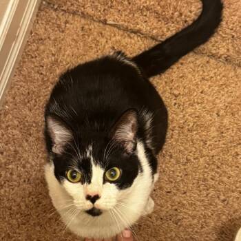 Domestic Short Hair Cats Available for Adoption in Washougal, Washington - Soup | PetCurious