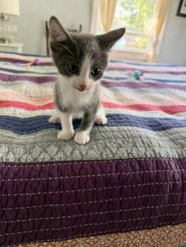 Paul -  Domestic Short Hair Cat for Adoption in Raleigh, North Carolina - Paul | PetCurious
