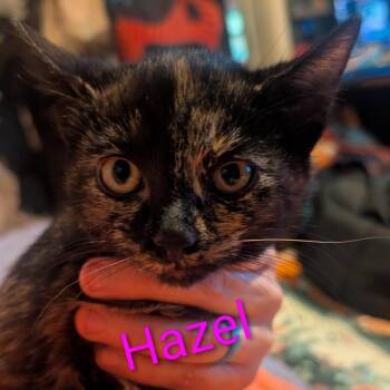 Domestic Short Hair Cats Available for Adoption - Hazel | PetCurious