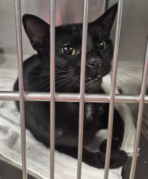 Rescue Domestic Medium Hair Cats for Adoption in Decatur, Illinois - MIKE | PetCurious