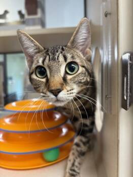 Rescue Domestic Short Hair Cats for Adoption in Houston, Texas - Janice | PetCurious