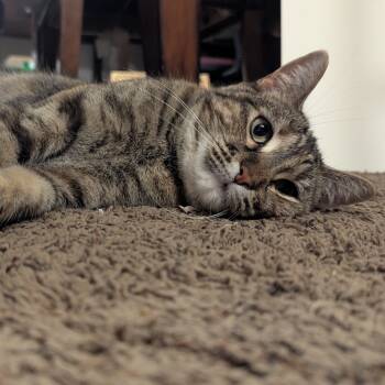 Rescue Domestic Short Hair Cats for Adoption in Baldwin, Wisconsin - Tigger | PetCurious