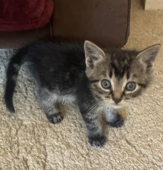 Wendy -  Domestic Short Hair Cat for Adoption in Avon, New York - Wendy | PetCurious