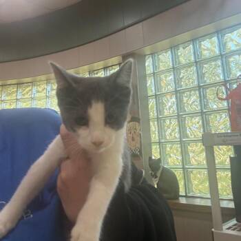 Lori -  Domestic Short Hair Cat for Adoption - Lori | PetCurious