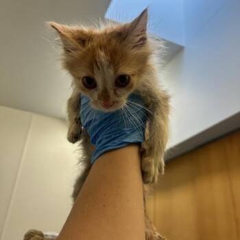 Arlington -  Domestic Long Hair Cat for Adoption in Durango, Colorado - Arlington | PetCurious