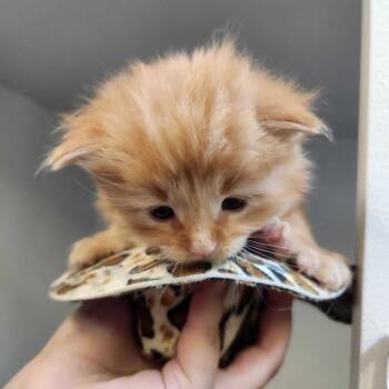 Rescue Domestic Medium Hair Cats for Adoption in Colorado Springs, Colorado - Lyle | PetCurious