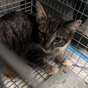 Max -  Domestic Short Hair Cat for Adoption in Allentown, Pennsylvania - Max | PetCurious