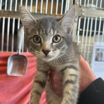 Betta -  Domestic Short Hair Cat for Adoption - Betta | PetCurious
