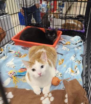 Dexter -  Domestic Short Hair Cat for Adoption in Panama City, Florida - Dexter | PetCurious