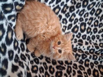 Krokus -  Domestic Long Hair Cat for Adoption in Hershey, Pennsylvania - Krokus | PetCurious
