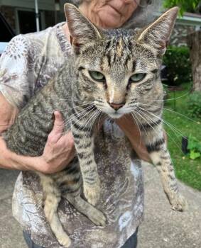 Domestic Short Hair Cats Available for Adoption in Benton, Arkansas - Thelma | PetCurious