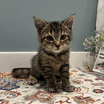 Lisa -  American Shorthair Cat for Adoption in Fort Wayne, Indiana - Lisa | PetCurious