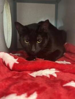 Domestic Short Hair Cats Available for Adoption in Waterloo, Iowa - Rose | PetCurious