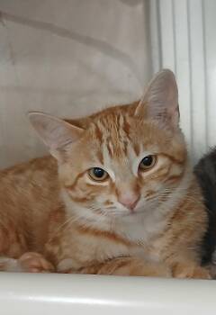 Devonian -  Tabby and Domestic Short Hair Cat for Adoption in Bay City, Michigan - Devonian | PetCurious
