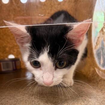 Chairman Meow -  Domestic Short Hair Cat for Adoption in Philadelphia, Pennsylvania - Chairman Meow | PetCurious
