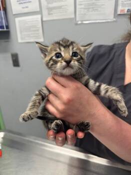 Viper -  Domestic Short Hair Cat for Adoption in Bloomington, Indiana - Viper | PetCurious