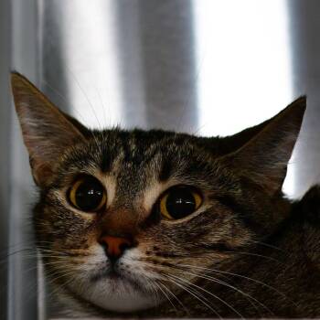Esme -  Domestic Medium Hair Cat Available for Adoption in Manhattan, Kansas - Esme | PetCurious