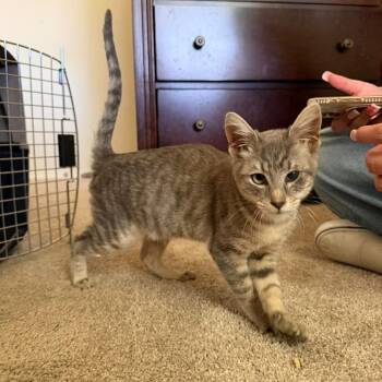 Hermes -  Domestic Short Hair Cat for Adoption in Nampa, Idaho - Hermes | PetCurious