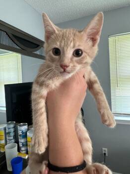 Rescue Domestic Short Hair Cats for Adoption in Fayetteville, Tennessee - Bru | PetCurious