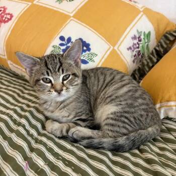 Ada -  Domestic Short Hair Cat for Adoption in Harrisonburg, Virginia - Ada | PetCurious