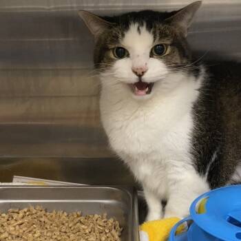 Rescue Domestic Short Hair Cats for Adoption in Waldorf, Maryland - Thunder | PetCurious