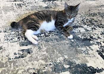 Aurora -  Domestic Short Hair Cat for Adoption in Beaverton, Oregon - Aurora | PetCurious