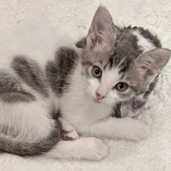 Daisy* -  Domestic Short Hair Cat for Adoption in San Gabriel, California - Daisy* | PetCurious