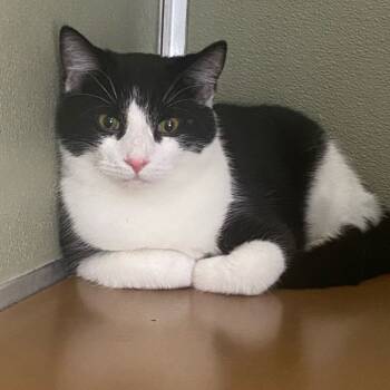 Rescue Domestic Short Hair Cats for Adoption in Riverwoods, Illinois - Auto | PetCurious