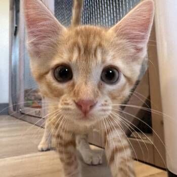 Tangerine -  Domestic Short Hair Cat for Adoption in Durango, Colorado - Tangerine | PetCurious