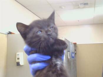 A928483 -  Domestic Short Hair Cat for Adoption in Sacramento, California - A928483 | PetCurious
