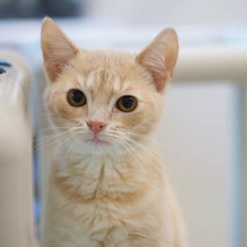 Rescue Domestic Short Hair Cats for Adoption in Cumming, Georgia - Toast | PetCurious