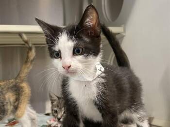 Domestic Short Hair Cats Available for Adoption in Tustin, California - POSSUM | PetCurious