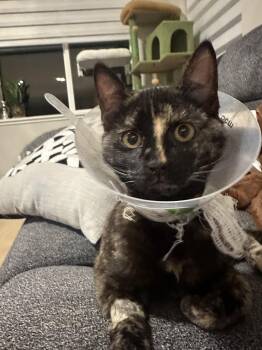 Domestic Short Hair Cats Available for Adoption - Teriyaki Chicken  | PetCurious