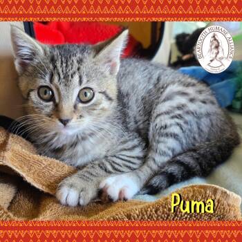 Rescue Domestic Short Hair Cats for Adoption in Red Lodge, Montana - Puma | PetCurious