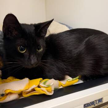 Domestic Short Hair Cats Available for Adoption in West Palm Beach, Florida - Janet | PetCurious