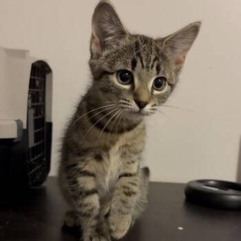 Mikom -  Domestic Short Hair Cat for Adoption in Hedgesville, West Virginia - Mikom | PetCurious