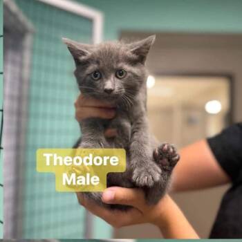 Theodore in Chestertown, MD -  Domestic Short Hair Cat Available for Adoption - Theodore In Chestertown, MD | PetCurious