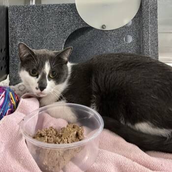Guacamole -  Domestic Short Hair Cat for Adoption in Baltimore, Maryland - Guacamole | PetCurious