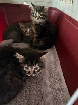Grayson-75 -  Domestic Short Hair Cat for Adoption in Windsor, Connecticut - Grayson-75 | PetCurious